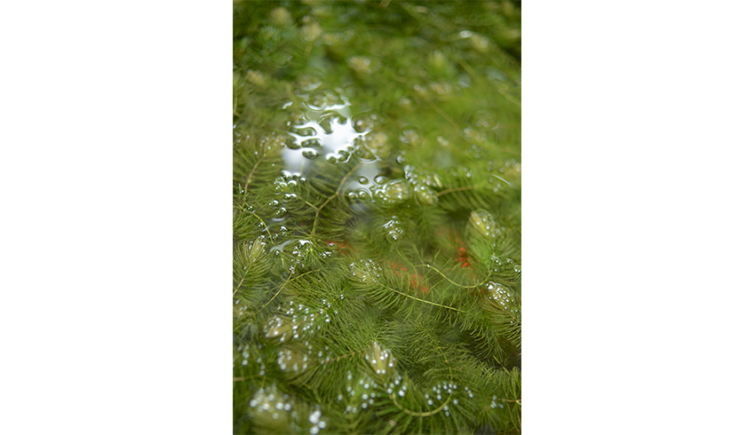 矢嶋英久写真展「小さな池」