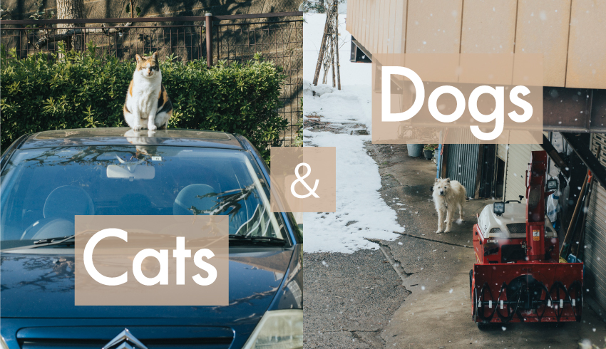 「Cats & Dogs」