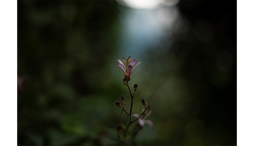 静寂の鼓動　The Pulse of Silence