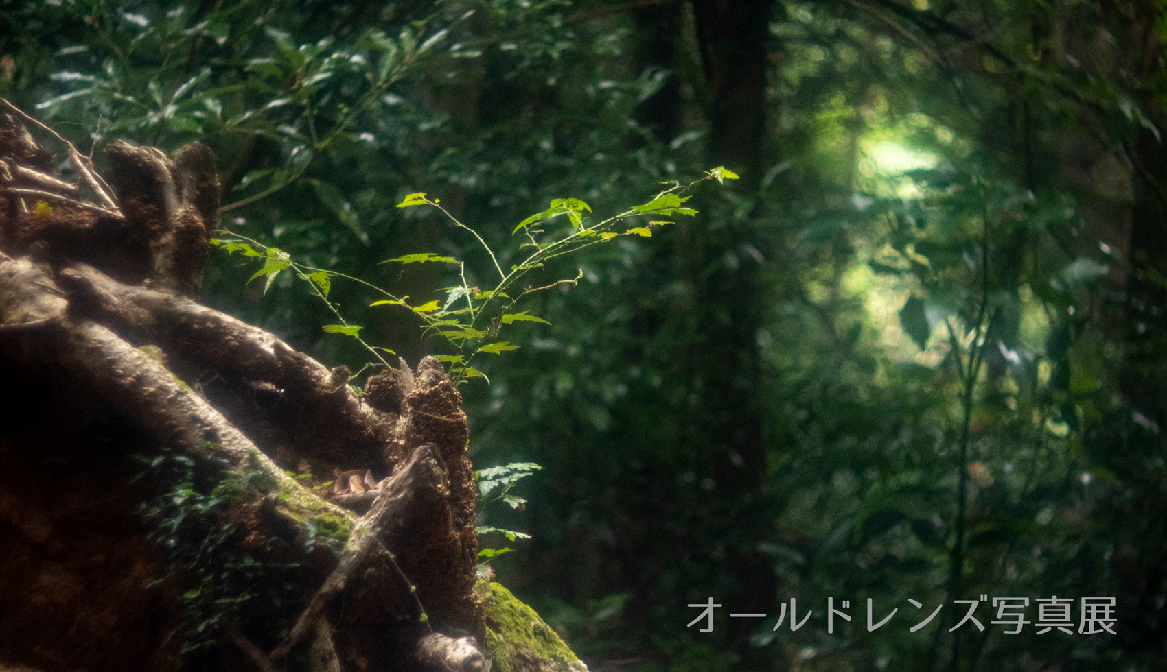 オールドレンズ写真展